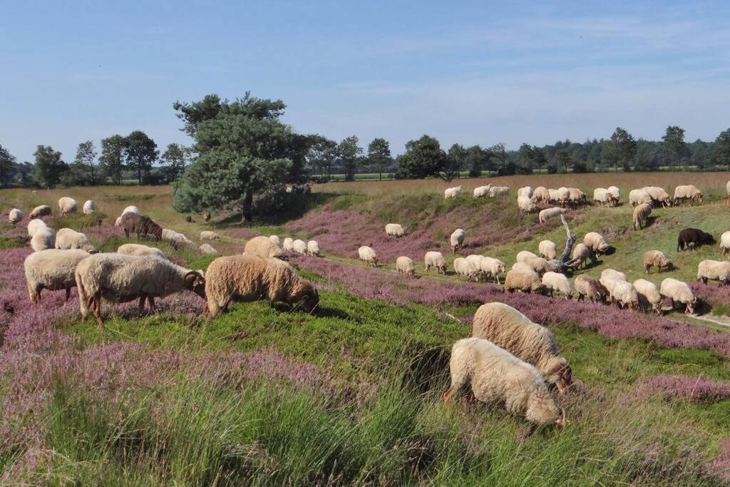 4-6 Persoons Vakantiewoning Met Eigen Tuin Villa Bakkeveen Eksteriør billede